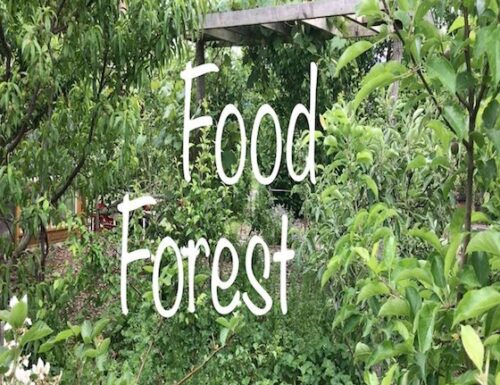 FOOD FOREST : l’Agricoltura naturale deve soppiantare quella chimica e fossile. Paolo Ermani